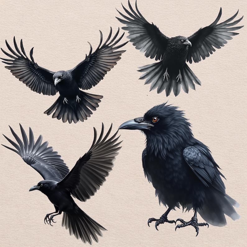 Watercolor Raven PNG Clipart, 12 Black Crow Illustrations, Gothic Bird Clipart, Transparent Background, Digital Download, Commercial Use