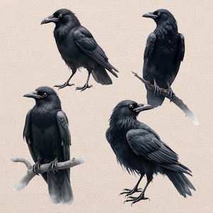 Watercolor Raven PNG Clipart, 12 Black Crow Illustrations, Gothic Bird Clipart, Transparent Background, Digital Download, Commercial Use