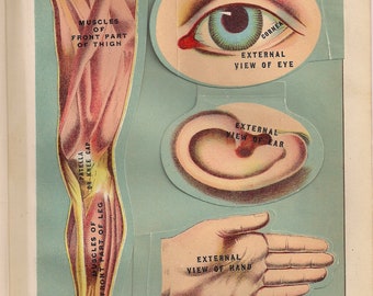 May include: A vintage anatomy chart with illustrations of the muscles of the front part of the thigh and leg, external view of the eye, ear, hand, and foot. The chart is labeled with anatomical terms and includes the text "Chart 3."