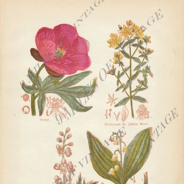 Digitaler Download Vintage Lithographie Heilpflanzen: Pfingstrose, perforierte Johanniswarze, Wolfsfluch, Maiglöckchen (Tafel IX)