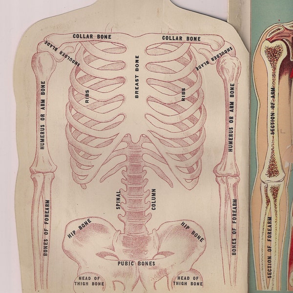 Digital Download 1909 Medical Anatomical  Lithographs of Female Upper Torso by EJ Stanley