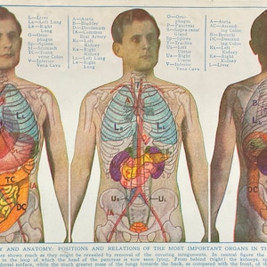 Descarga digital a color, fotolitografía, del ex libris &quot;Fisiología y anatomía: Posiciones de los órganos más importantes del cuerpo humano&quot;.