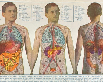 Digital Download 1899 Color, Photo-Lithograph, bookplate, "Physiology and Anatomy: Positions of the Most Important Organs In The Human Body"