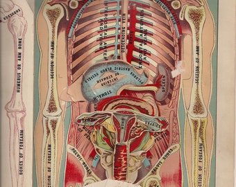 Digital Download 1909 Medical Anatomical  Lithographs of Female Upper Torso by EJ Stanley