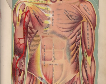 Descarga digital de litografías anatómicas médicas de 1909 del torso superior femenino de EJ Stanley