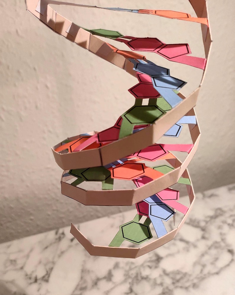 DIY DNA Double Helix Paper Model Kit: Printable Science Education (PDF ...