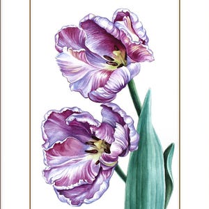 Dipinto ad acquerello originale con tulipani viola pappagallo, arte botanica da parete, fiore realistico dipinto a mano, regalo per lei, illustrazione di opera d'arte floreale