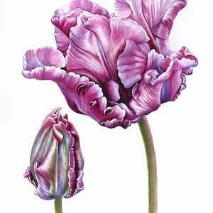Original Aquarell Gemälde Tulpen in Blüte Botanische Wandkunst Realistische Handgemalte Lila Blumengeschenk Blumenkunstwerk Illustration