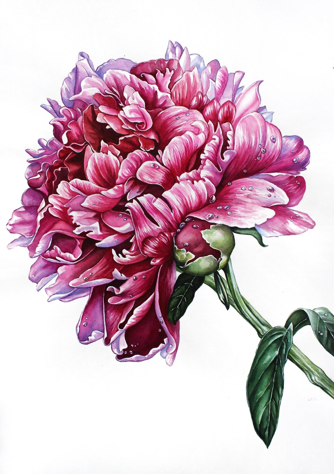 Pink Peony Original Watercolor Painting Botanical Realistic Hand ...