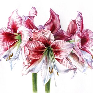 Original Watercolor Amaryllis Painting Botanical Wall Art Decor Hand Painted Red Flower Gift Realistic Floral Artwork Nature Illustration