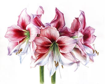 白いアマリリスの花の絵画 赤い背景 | モダンアート マティススタイル 
