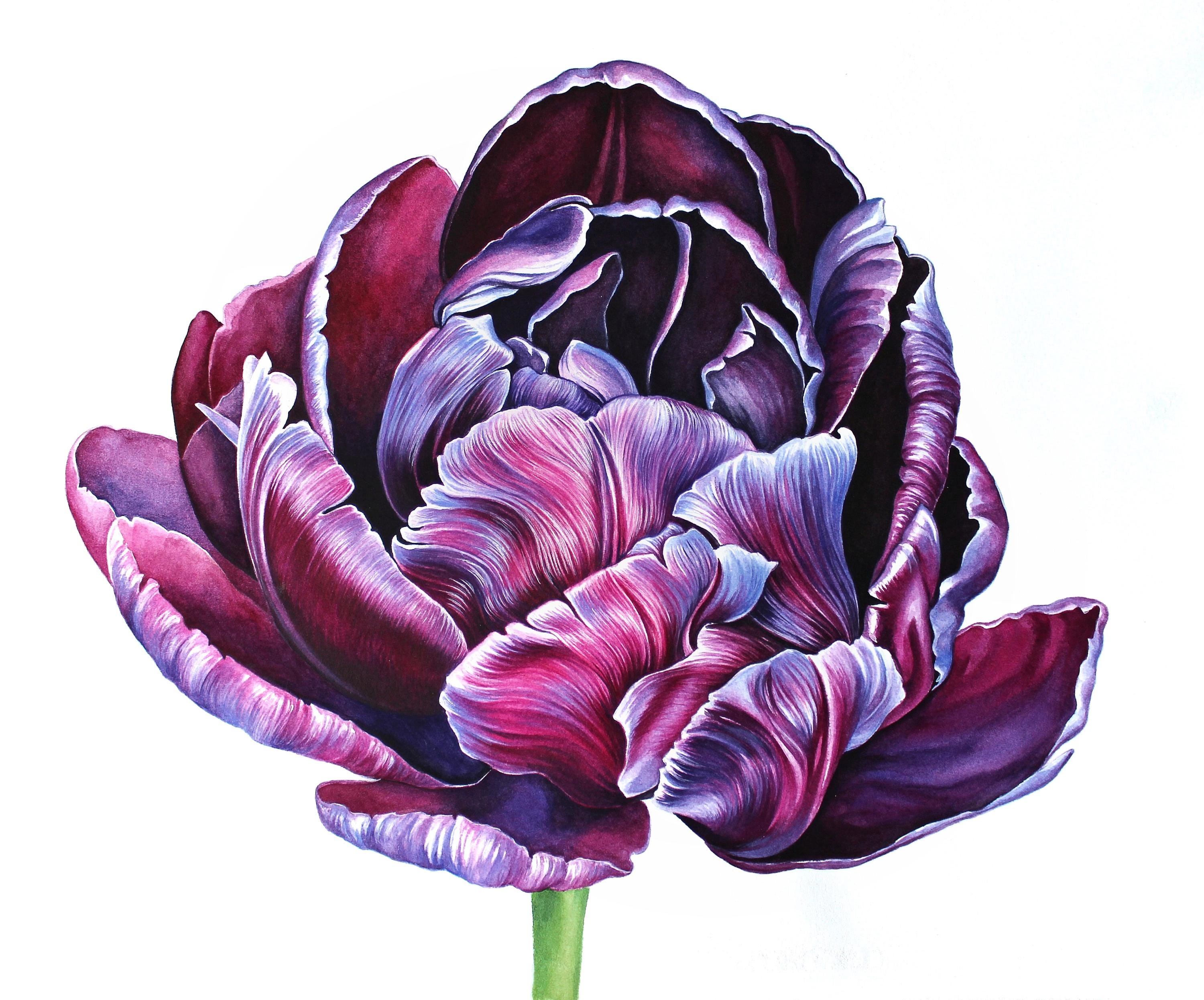 紫のチューリップのオリジナル水彩画 植物アート リアルな手描きの花の