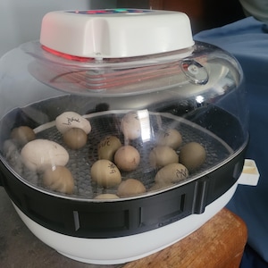 May include: A white and clear egg incubator with a black base, holding several eggs. The incubator has a clear, dome-shaped top and a white control panel. Some eggs have handwritten markings.