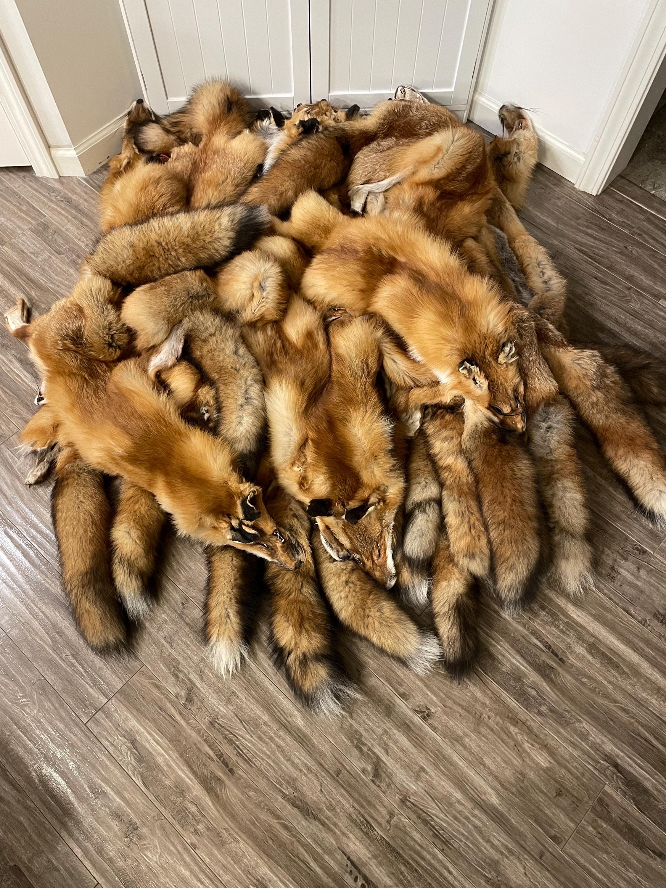 Wild Red Fox