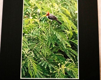 Kauai Cardinal