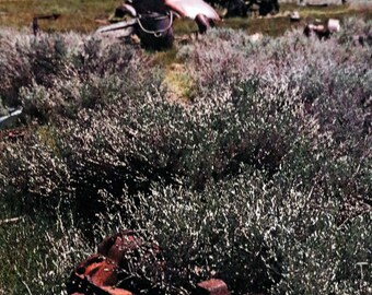 Vintage Rust 3 Bodie CA