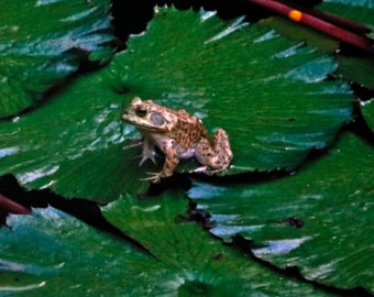 Frog Kauai