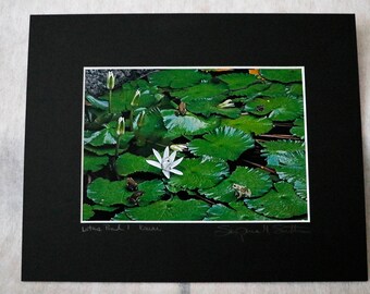 Lotus Pond 1