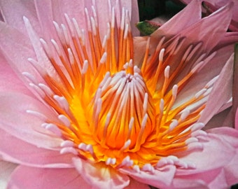 Pink Lotus