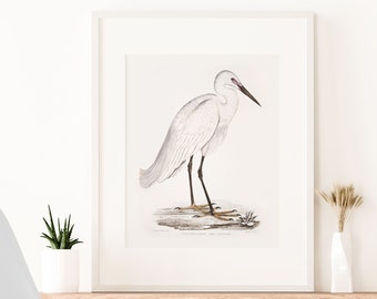 Indian White Heron Wall Art Print Bird decor large bird painting Heron illustration minimalist decor white Bird art gift for birder