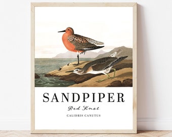 Sandpiper Wall Art Print, Audubon Red Knot Beach Bird Decor Exhibition Poster, gift for bird watcher, Coastal wall art print