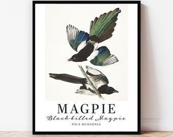 Magpie Audubon Bird Wall Art Print, Exhibition Poster, home decor for birder