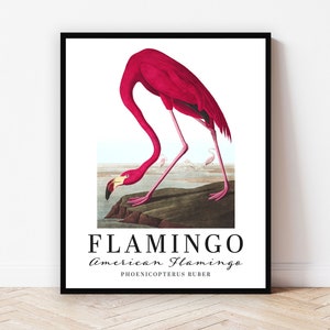 Audubon Flamingo Wall Art Print Exhibition Poster, hot pink colorful decor for bird lover