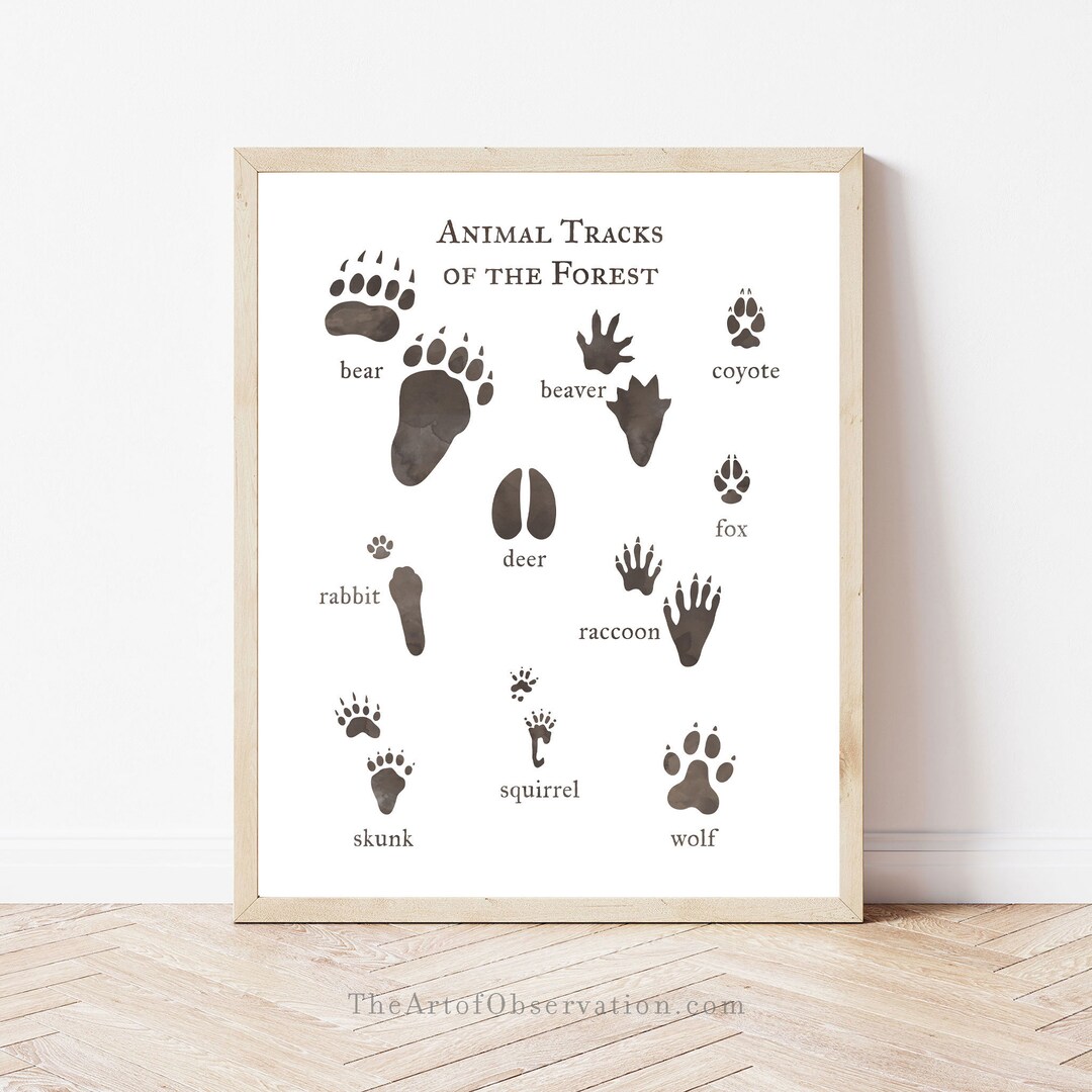 Animal Tracks Wall Art Print Forest Woodland Decor Nature Etsy