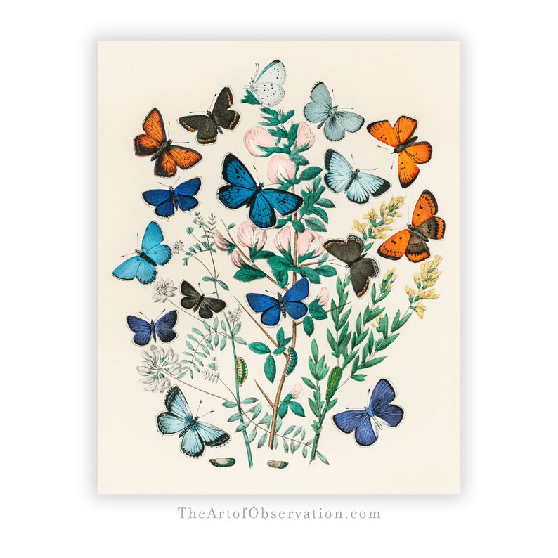 Boho Butterfly wall art print Scandinavian art poster vintage entomology drawing butterflies illustration butterfly picture happy wall art