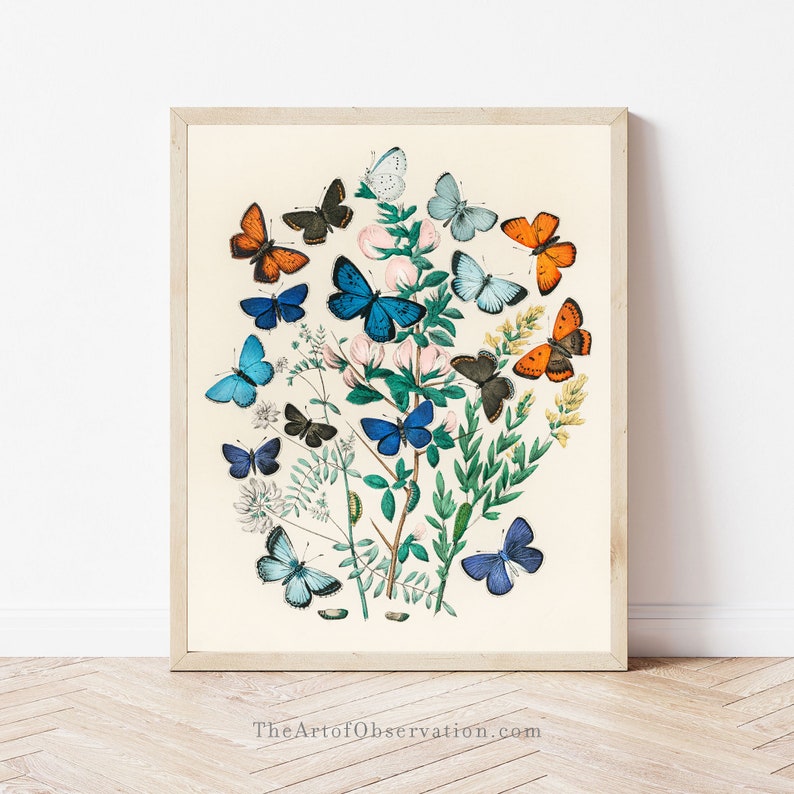 Boho Butterfly wall art print Scandinavian art poster vintage entomology drawing butterflies illustration