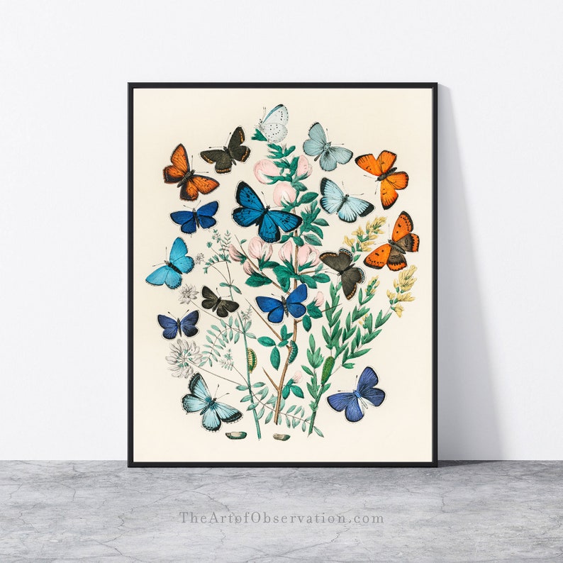 Boho Butterfly wall art print Scandinavian art poster Butterfly entomology drawing butterflies illustration butterfly picture happy wall art image 7