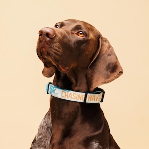 Barking Sands Surf Co. Surfing Dog Hawaiian Dog Collar | Kauai | Hawaii Dog | Aloha | Summer Dog Collar