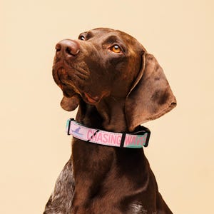 Barking Sands Surf Co. Surfing Dog Hawaiian Dog Purple/Pink Collar | Kauai | Hawaii Dog | Aloha | Summer Dog Collar