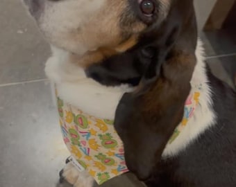 カエルの王子様 シュシュ ペットバンダナ | 犬用バンダナ | 猫用バンダナ | 簡単に着用できるバンダナ | ペットの誕生日プレゼント