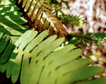 Vibrant Fern - JPG Descarga digital