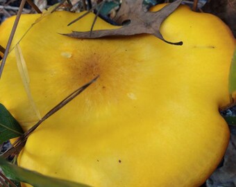 Descarga digital gigante de Jack-o'-lantern Mushroom-JPG