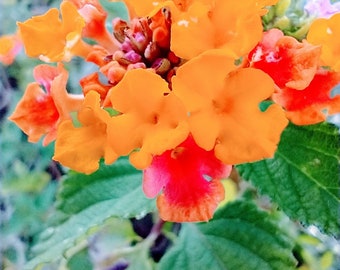 Wildflower Descarga Digital- JPG