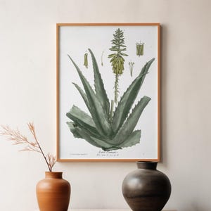 Vintage Aloe Vera Botanical Print – Antique Plant Illustration Wall Art – Digital Download | 300 DPI Printable Art for Home or Office Decor