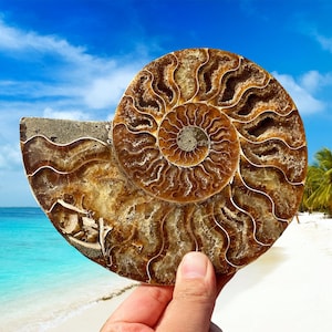 Natural Rare Ammonite Fossil Conch,Quartz Crystal Fossil,Fossil Specimen,Reiki Healing,Home Decoration,From Madagascar,Crystal Gifts 1PC