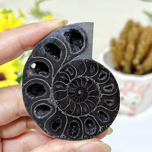 May include: A polished, black ammonite fossil, showcasing the intricate spiral pattern of its chambers. The fossil is cut in half, revealing the internal structure and dark, crystalline formations within the chambers. The fossil is a natural history specimen.