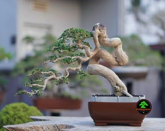 Unique Twisted Trunk Premna Microphylla Bonsai - Exact Live Plant Pictured - Semi Cascade Small Leaf Premna Tree - Rare Live Bonsai