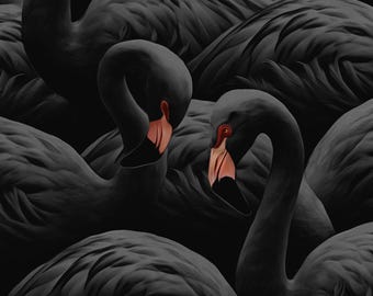 May include: A group of black flamingos with pink beaks are huddled together. The flamingos are in a dark, shadowy setting.