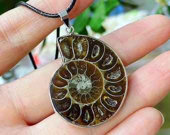 Polished Ammonite Fossil Halves: Natural Crystal Healing Decor,crystal pendant,1pc