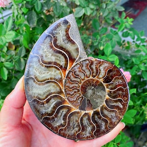 May include: A polished ammonite fossil, showcasing a spiral pattern in shades of brown, tan, and white. The fossil is held in a hand, with a green leafy background. The intricate details of the ancient marine creature are visible.
