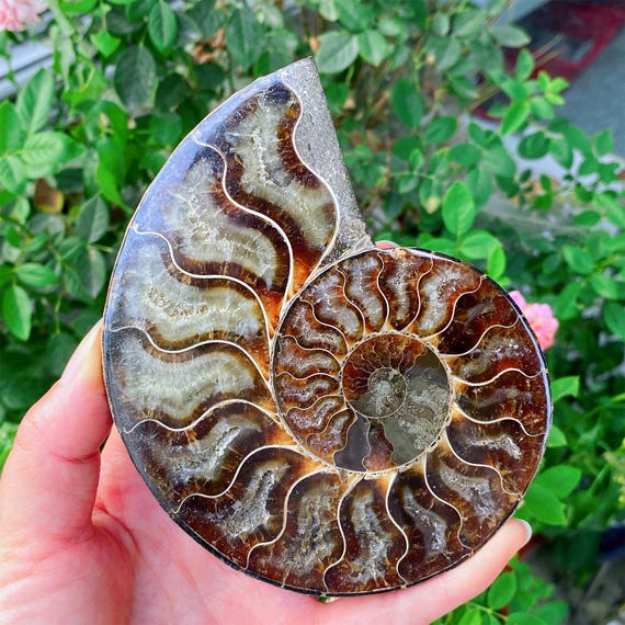 Polished Ammonite Fossil Halves: Natural Crystal Healing Decor