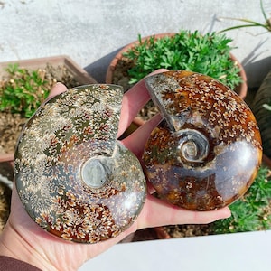 May include: Two polished ammonite fossils, showcasing intricate patterns and colors. One is a mix of brown, green, and white, while the other displays warm brown and gold hues. The spiral chambers are clearly visible, highlighting their natural beauty.