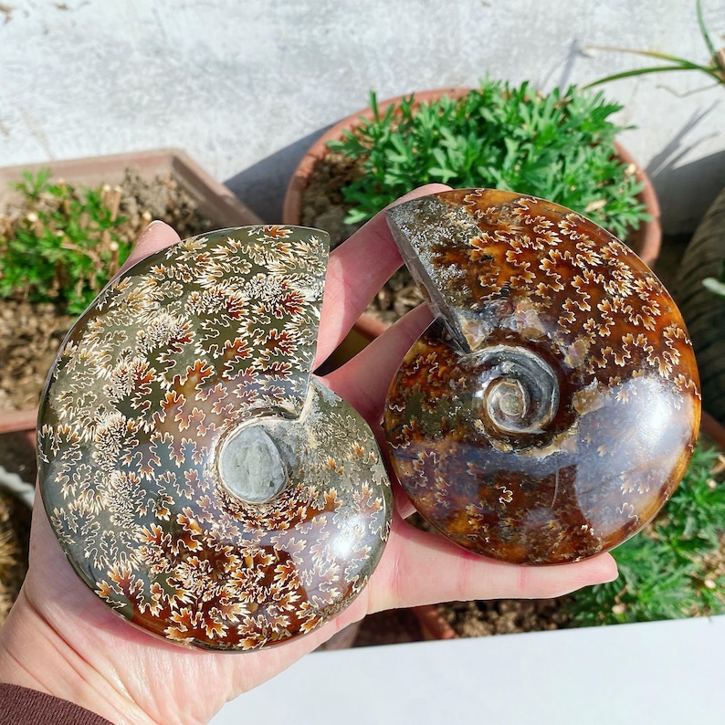 May include: Two polished ammonite fossils, showcasing intricate patterns and colors. One is a mix of brown, green, and white, while the other displays warm brown and gold hues. The spiral chambers are clearly visible, highlighting their natural beauty.
