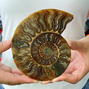 May include: A polished ammonite fossil, showcasing a spiral pattern in shades of brown, tan, and cream. The fossil's intricate chambers and natural markings are visible, highlighting its ancient origins. The fossil is held in two hands.