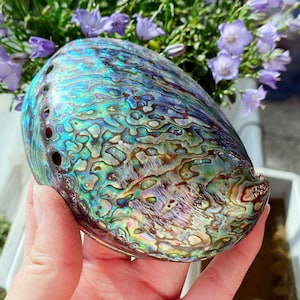 May include: An abalone shell with a shimmering, multi-coloured surface, displaying blues, greens, and purples. The shell has a polished texture and several small holes. The shell is held in a hand, with purple flowers in the background.