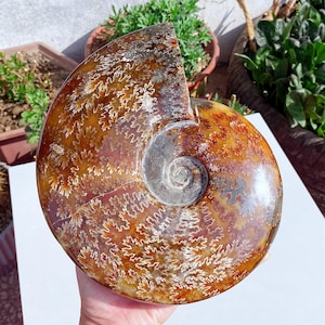May include: A polished, fossilized ammonite shell, showcasing a spiral form with intricate patterns. The shell displays warm brown, orange, and cream hues, with a cut section revealing the internal structure. The fossil is a natural, decorative item.